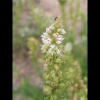 Resedacees - Reseda Alba L (regions mediteraneennes)(03)